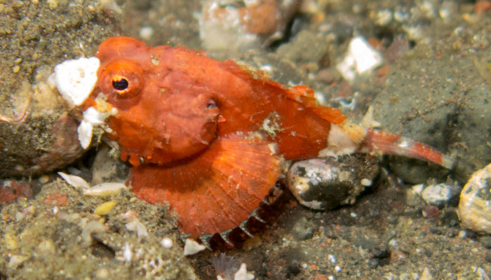 Baby Scorpionfish
